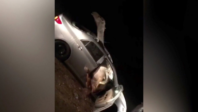 Верблюд застрял в автомобиле 