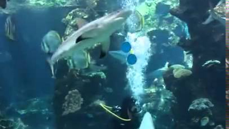 Ласку любят все