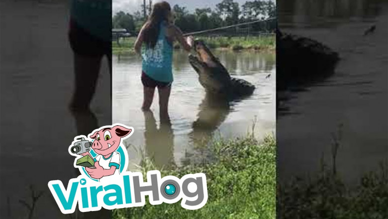 Девушка и аллигатор 