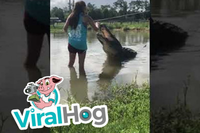 Девушка и аллигатор 