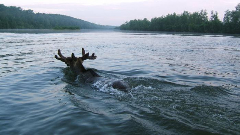 Лось-красава 