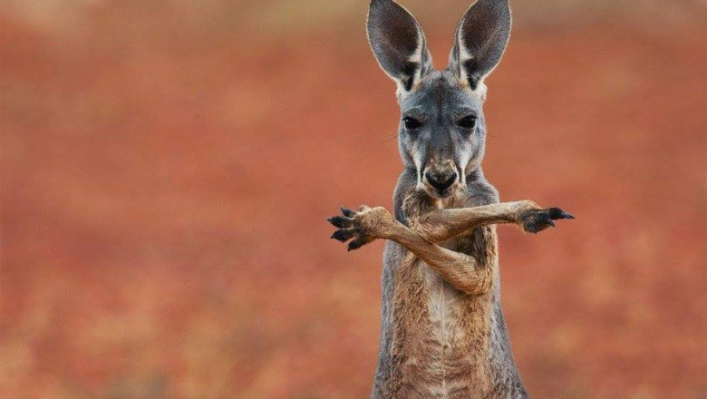 Потешные зверюшки 