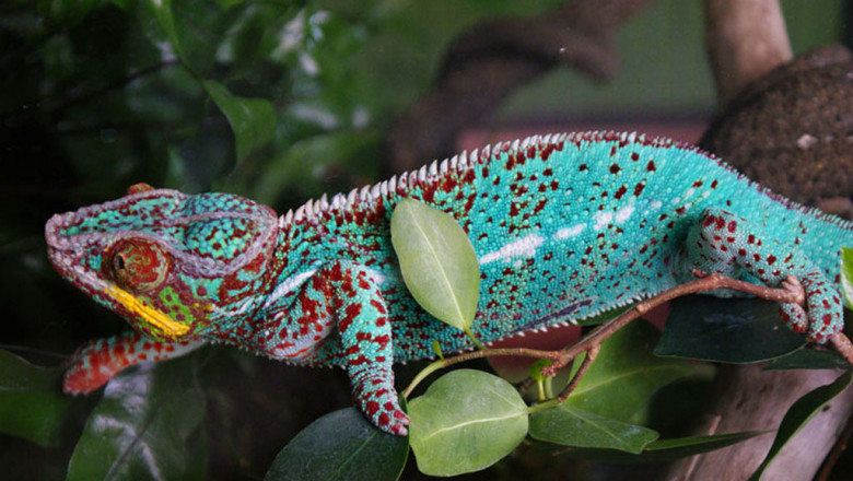 Хамелеон меняет цвет 