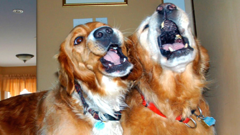 Поющие собачки 