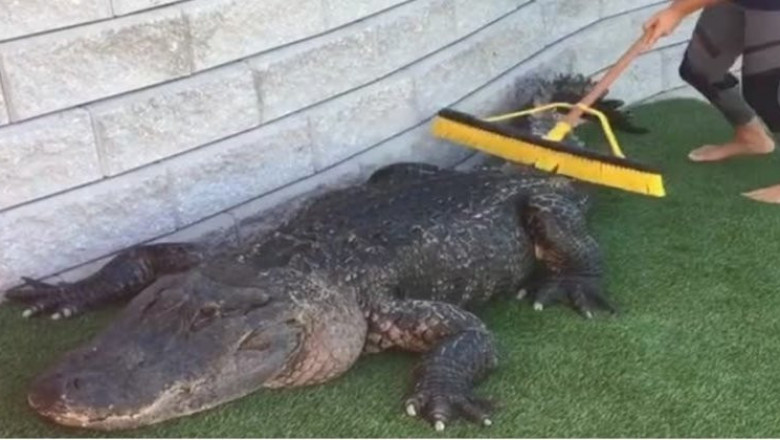 Аллигатор получает удовольствие  