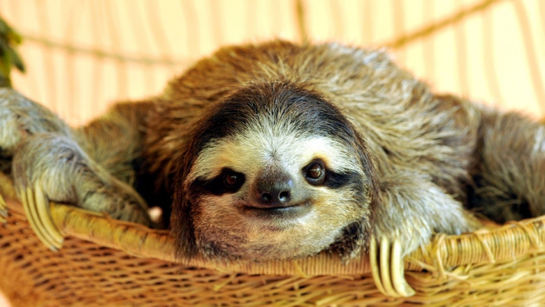 Умилительные ленивцы 