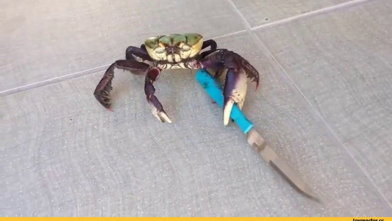 Вооружённый краб 