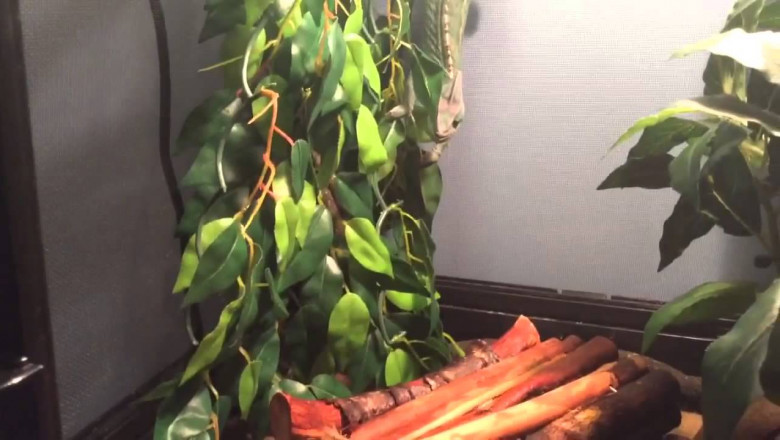 Неудачная охота хамелеона 