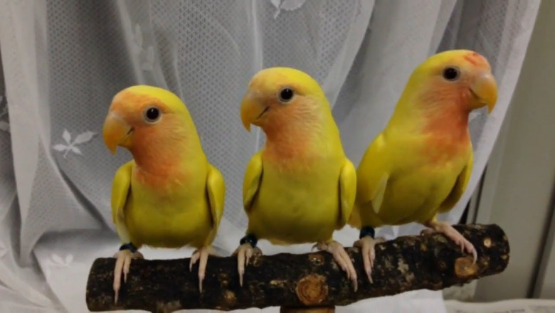 Заряд позитива от попугайчиков 