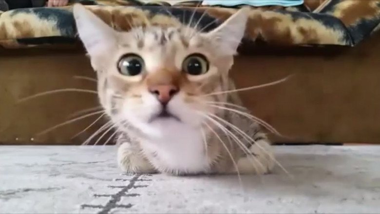 Впечатлительный зритель 