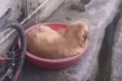 Смекалистый пёс сам устраивает себе ванну 