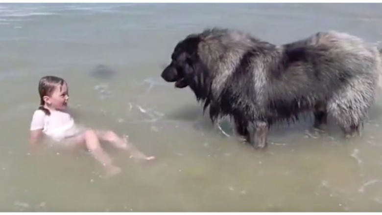 Лохматый защитник 