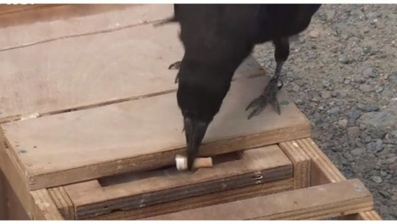 Грачи воспитывают людей 