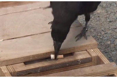 Грачи воспитывают людей 