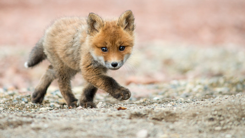 Лиса не оценила корейскую кухню 