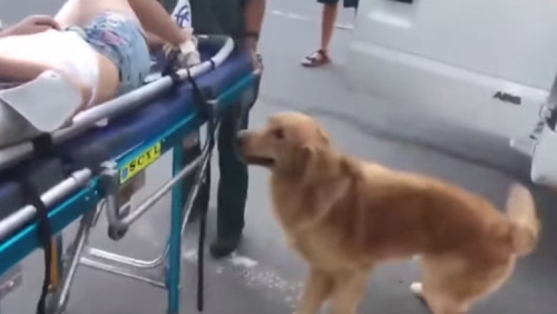 Очередной пример собачьей преданности 