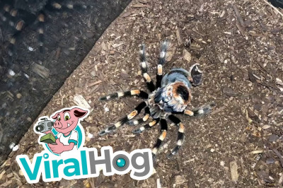 Как линяет мексиканский красноколенный птицеед 