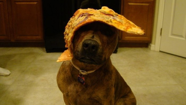 Любительница  пиццы 