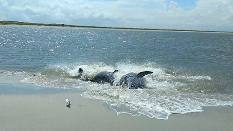 Необычный способ ловли рыбы 