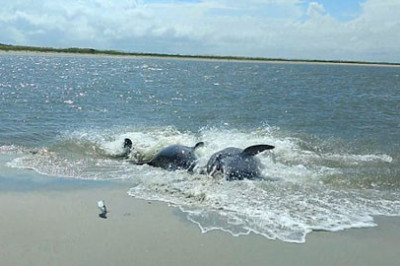 Необычный способ ловли рыбы 