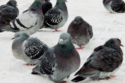 Недоброжелательные люди 