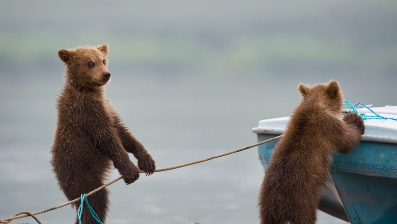 Позитив от медведей 