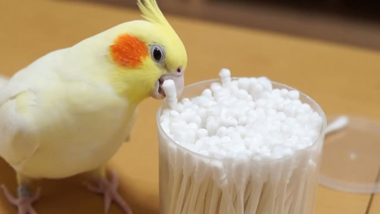 Попугаи - весельчаки 