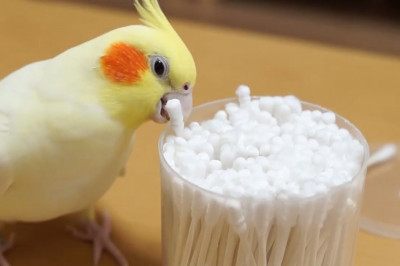 Попугаи - весельчаки 