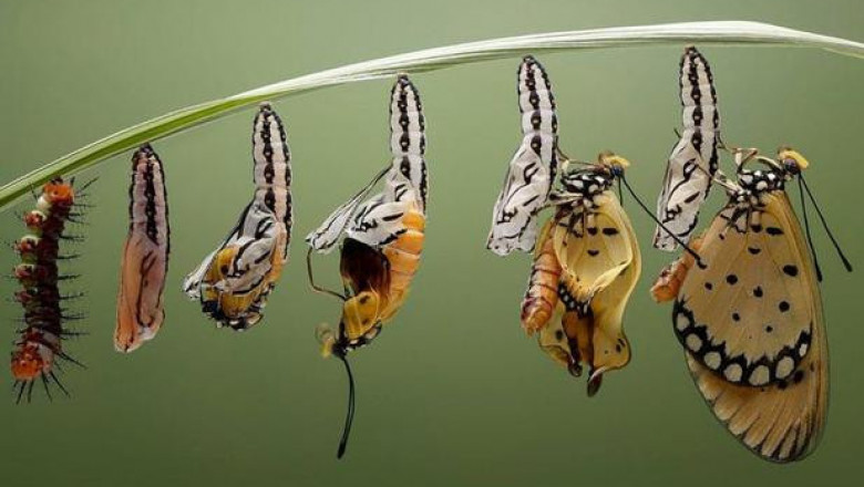 Рождение бабочки 