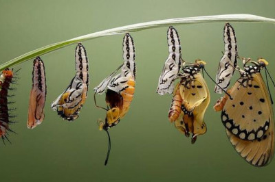 Рождение бабочки 