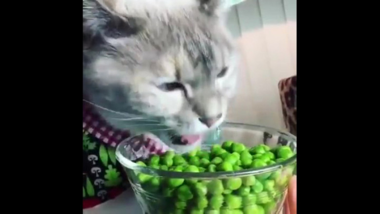 Кот - вегетарианец 