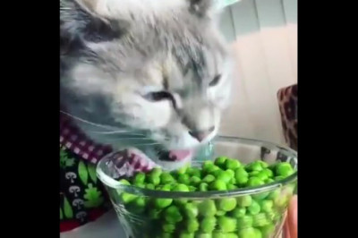 Кот - вегетарианец 