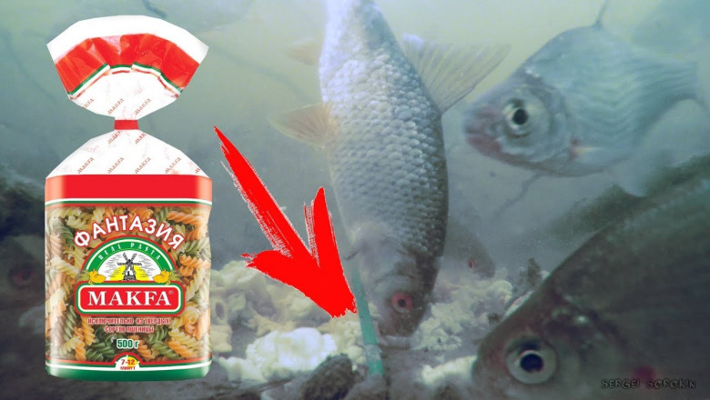 Реакция рыб на макароны 