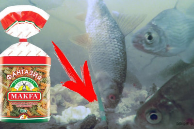 Реакция рыб на макароны 
