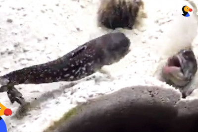 Рыбьи разборки 