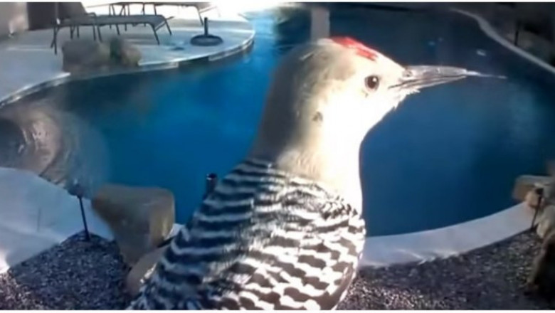 Дятел долбит камеру видеонаблюдения 