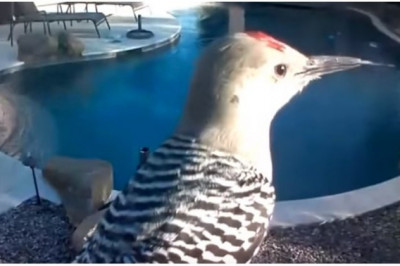 Дятел долбит камеру видеонаблюдения 