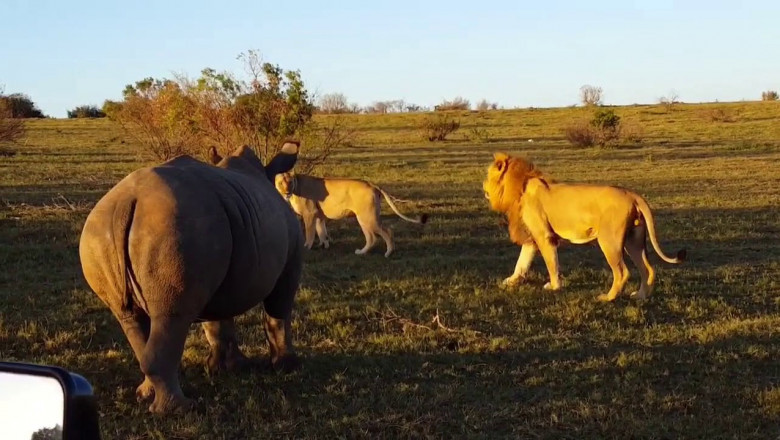 Не лучшее время для утех ...