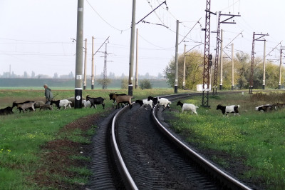 Стадо на рельсах 