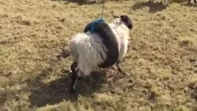 Овца и шина - качели 