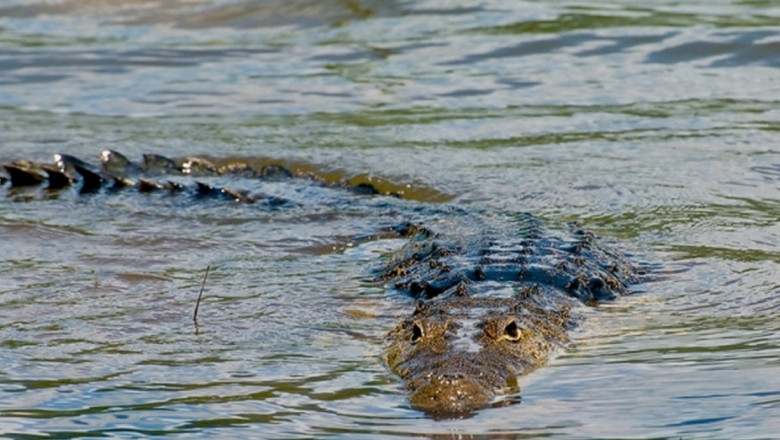 Рыбак отбил улов у крокодила 