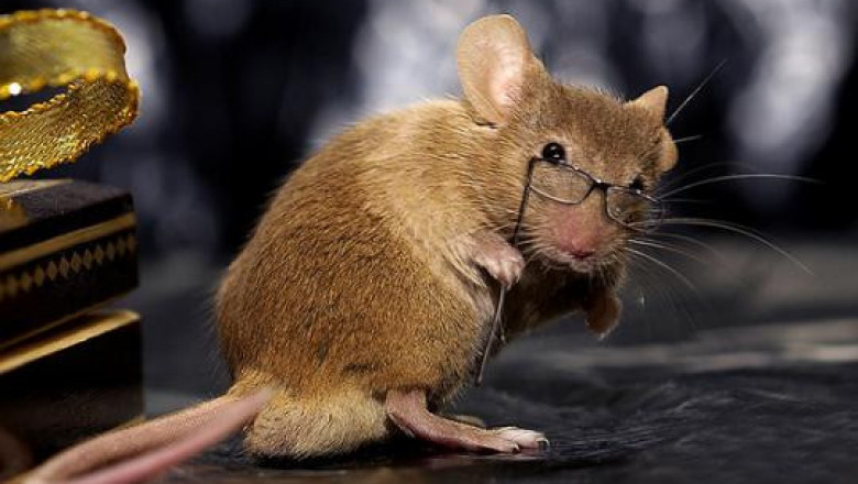 Любительницы глянцевых журналов 