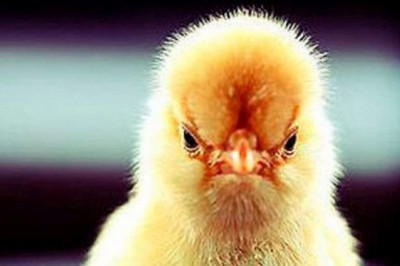 Задиристый цыплёнок 