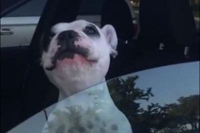 Настойчивый пёс  