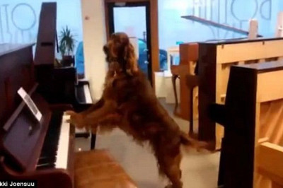 Под собственный аккомпанемент 