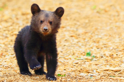 Бедняга мишутка 