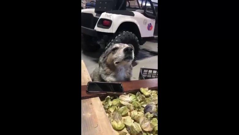 Когда звучит любимая мелодия 