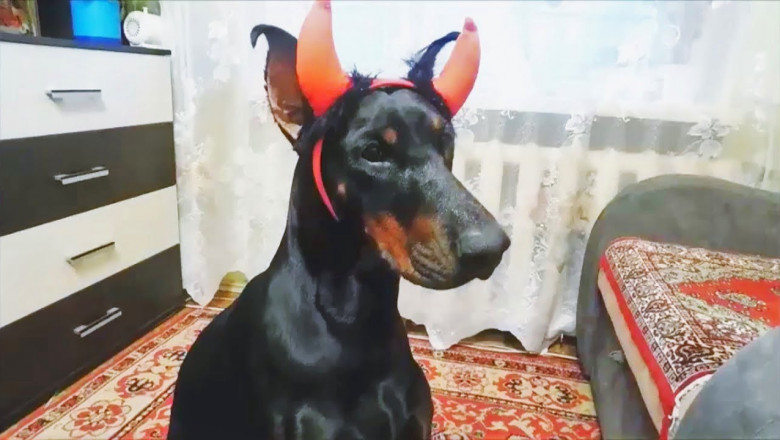 Что будет , если собак приодеть 