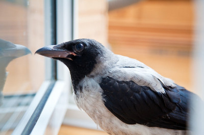 Требовательная ворона 