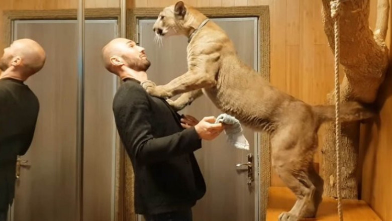 Пума Месси просит прощение у хозяина 